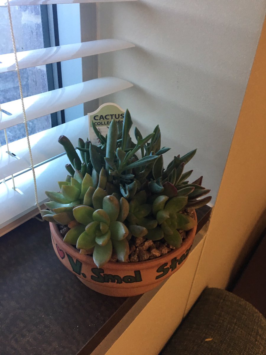 SteinerMary's tweet photo. I got a succulent for Valentine's Day :') https://t.co/JYlTU9OHnq