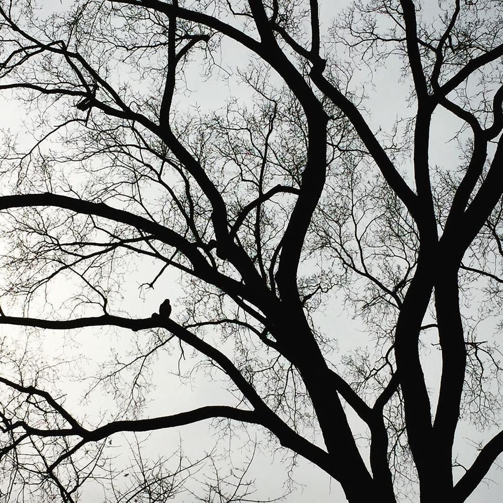 Red-tailed #hawklife #tompkinssquarepark #eastvillage #nyc ift.tt/2ligDJT Join the #UNselfies revolution:…
