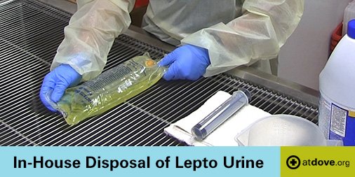 atdoveorg's tweet photo. Missed us at #NAVC2017? Get s sneak peek with this UNLOCKED #video! Watch how to safely dispose of lepto urine: https://t.co/NoMeBhaXXb https://t.co/zv3taj2B4k