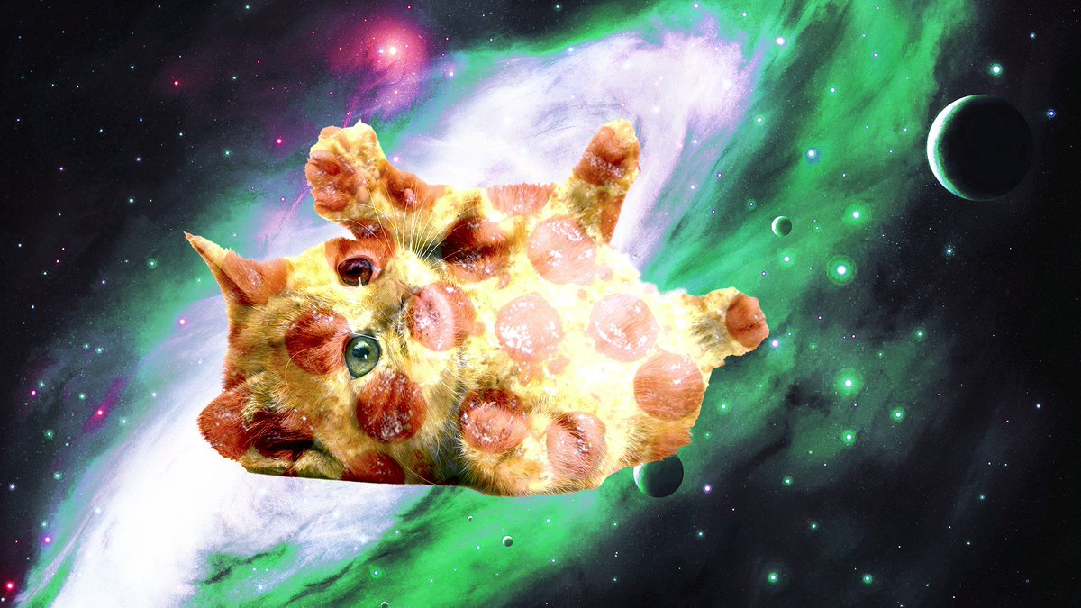 Обои котики мемы. Космическая кошка. Кот в космосе. Космические звери. Космические милые животные.