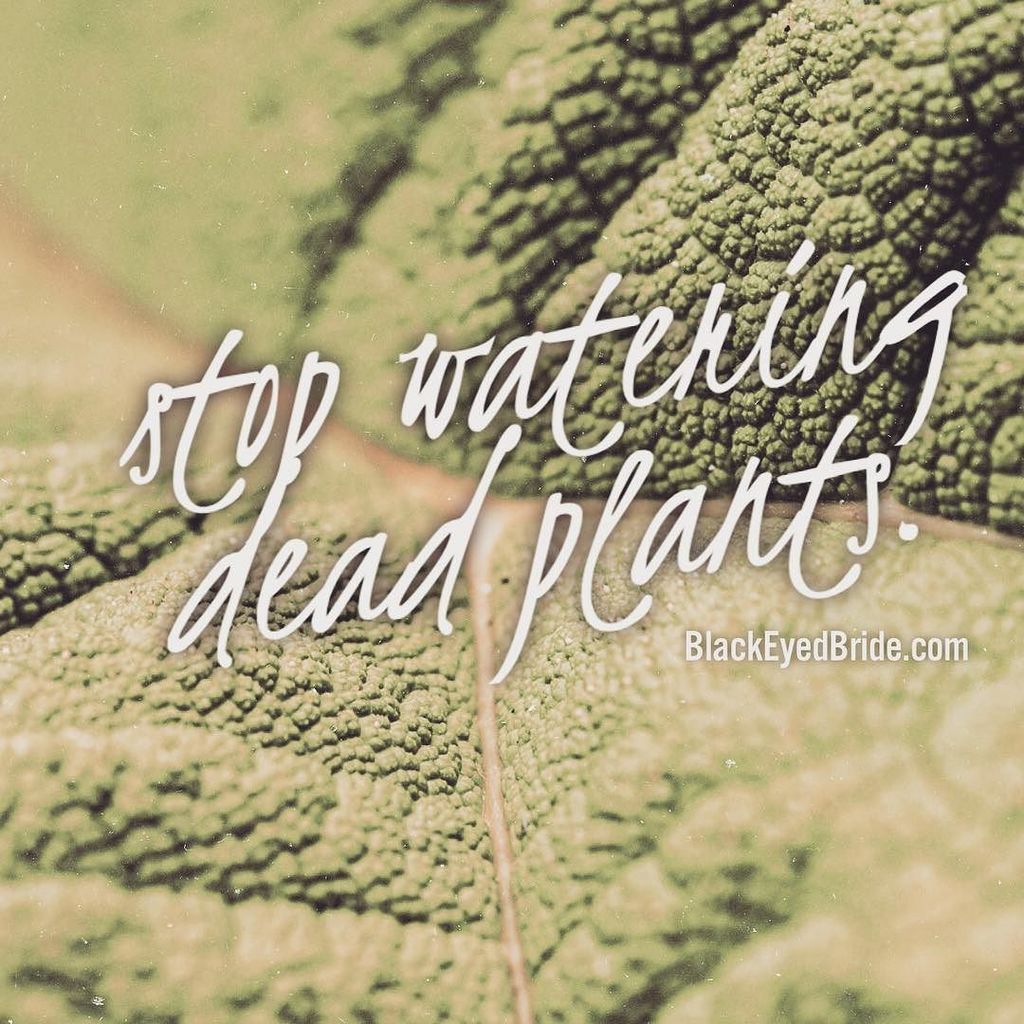 blackeyedbride's tweet photo. Stop watering dead plants. #blackeyedbride #quotestoliveby https://t.co/nUZj1Eme7F https://t.co/17phDEyzrY