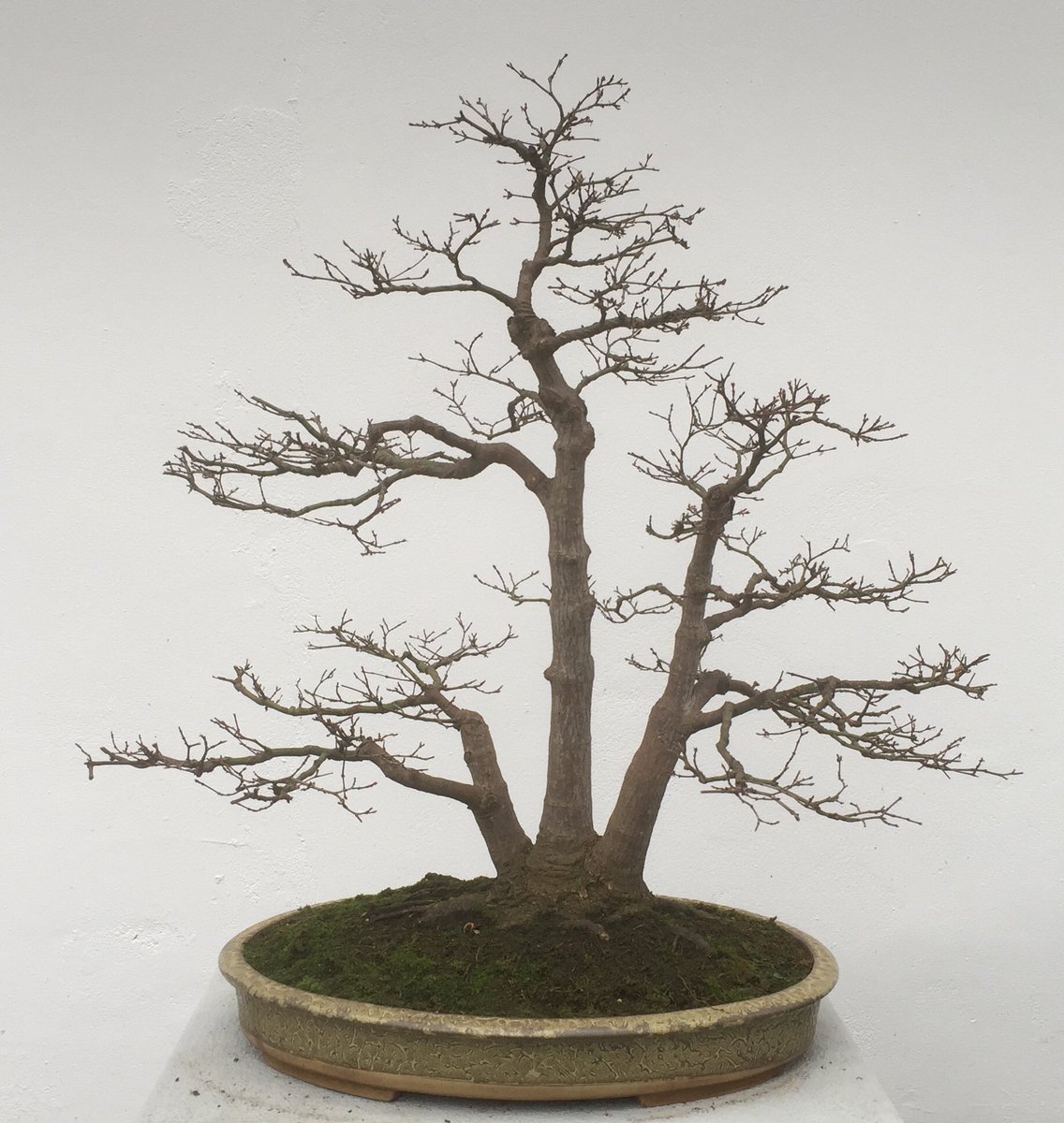 FNBonsaiC's tweet photo. Acer palmatum 'Deshojo' @BhamBotanicalGd part of the National Bonsai Collection #bonsai https://t.co/iR9kYaEpRl
