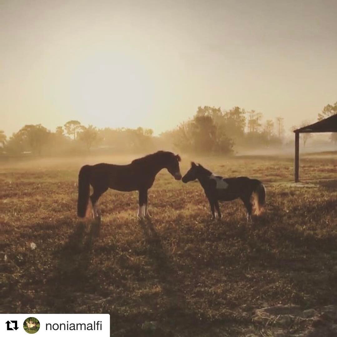 arockstarclean's tweet photo. The love ❤️ of Wellington! #localbusiness #localdrycleaners #equestrian #equestrianlife #polo #shoplocal #WedWords #Repost @noniamalfi https://t.co/rEWgD8DYo2