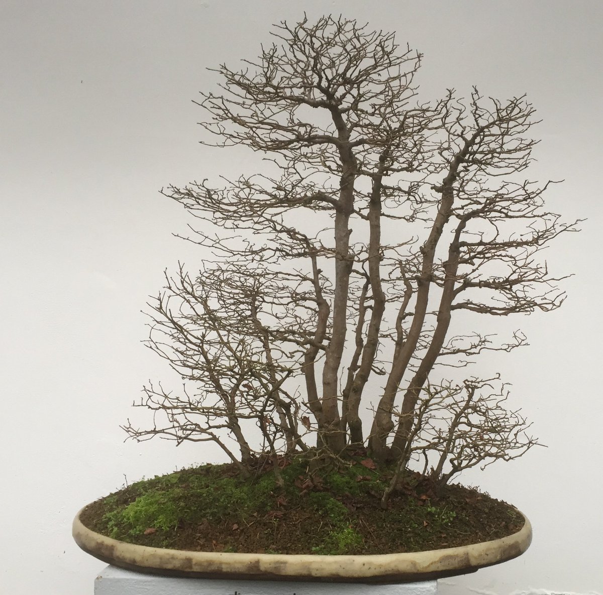 FNBonsaiC's tweet photo. Ulmus procera (English Elm) @BhamBotanicalGd  part of the National Collection #bonsai https://t.co/iFNahG3cVC