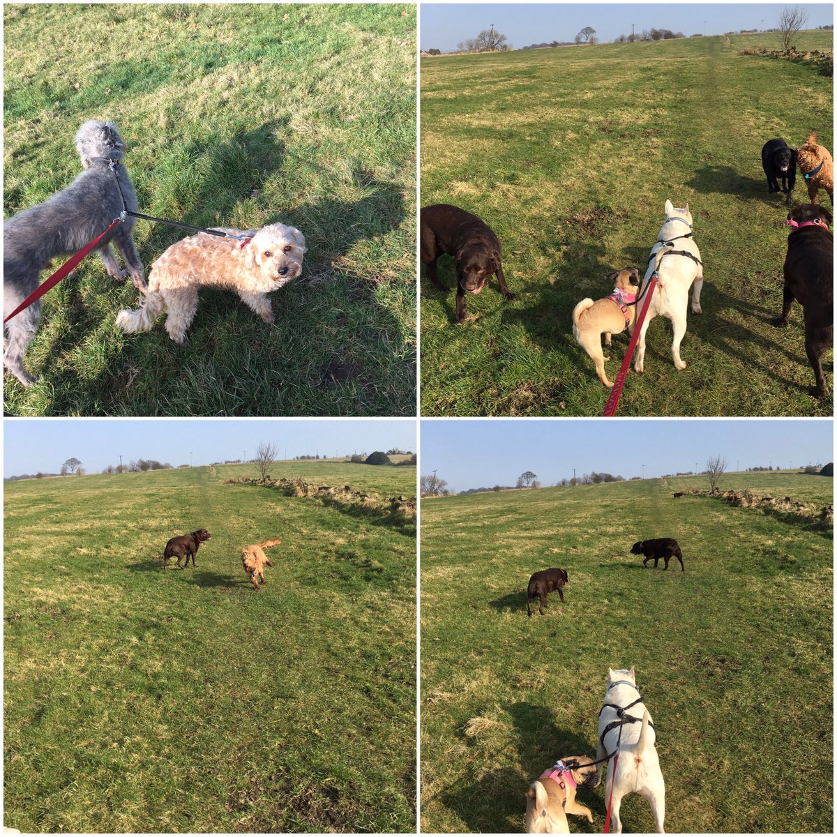 dogwalking70's tweet photo. Our new boy Henry 🐶🐶 https://t.co/YytNcvx9NT
