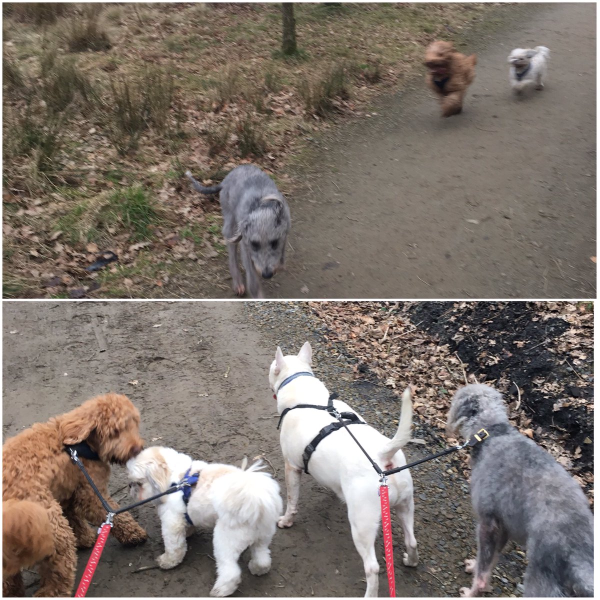 dogwalking70's tweet photo. Today's gang 🐶 https://t.co/RtM8B7o0am