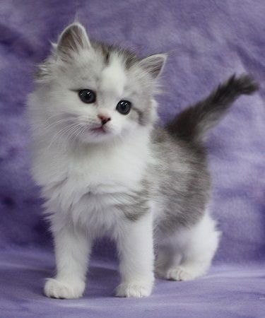 TheDailyKittens's tweet photo. #Kittens https://t.co/DLKyI1RIl8