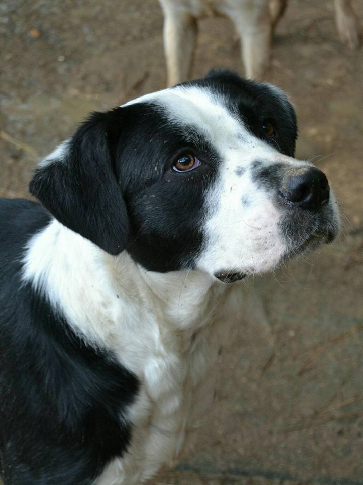 arabarbate's tweet photo. 🐶🐶GORDA🐶🐶
Hembra
Cruce de mastín
10 meses aprox
🏠Cádiz (pero puede viajar) https://t.co/VYrJVXkpEt