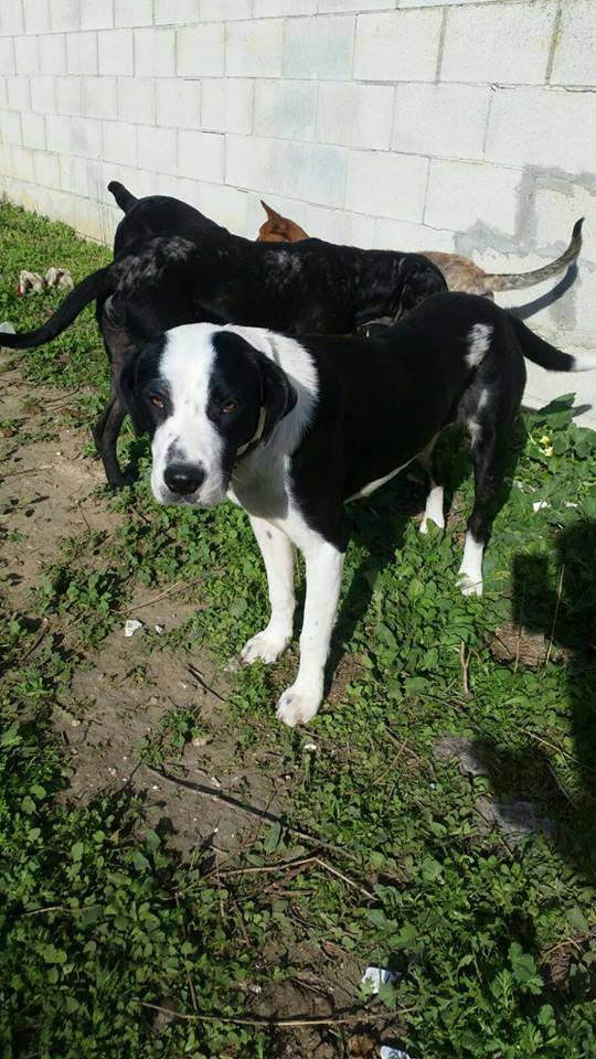 arabarbate's tweet photo. 🐶🐶GORDA🐶🐶
Hembra
Cruce de mastín
10 meses aprox
🏠Cádiz (pero puede viajar) https://t.co/VYrJVXkpEt