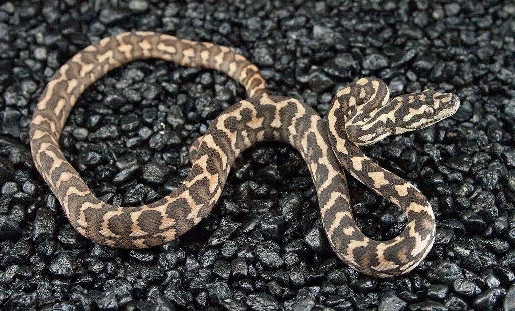 EBMorelia's tweet image. Het albino from my ocelot jag x albino clutch. #carpetpythonmorph #carpetpython #hetalbino… ift.tt/2kLB8LB