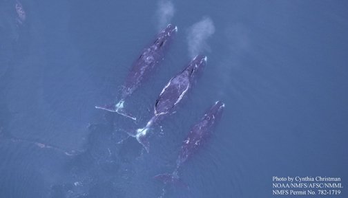 There are whales alive today who were born before Moby Dick was written. ow.ly/VJYm308QOIb via <a href="/SmithsonianMag/">Smithsonian Magazine</a>  #WhaleWednesday