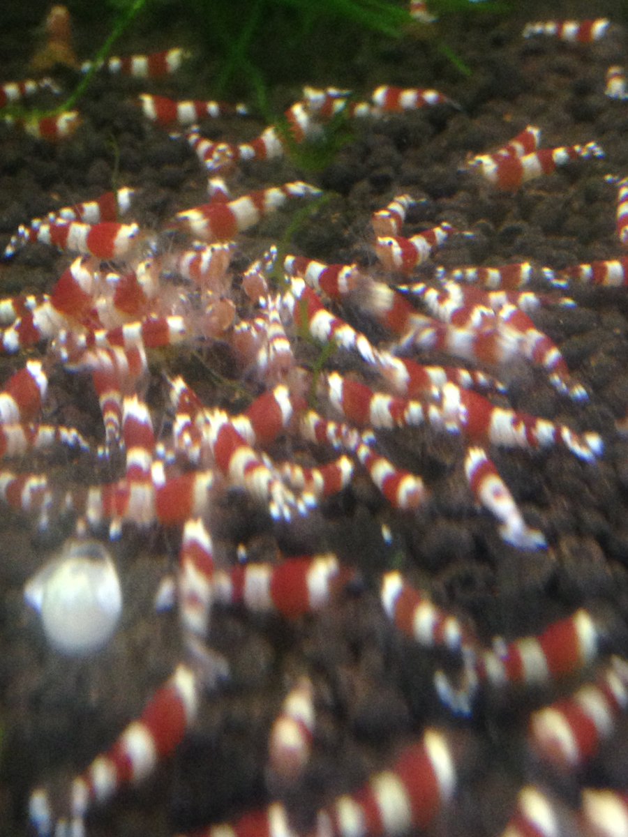 okshrimp's tweet photo. まるで紅白のカーペット

絶好調なので人気の10匹セットをまた追加しました

よろしくお願いします https://t.co/FzdiZKwgQk