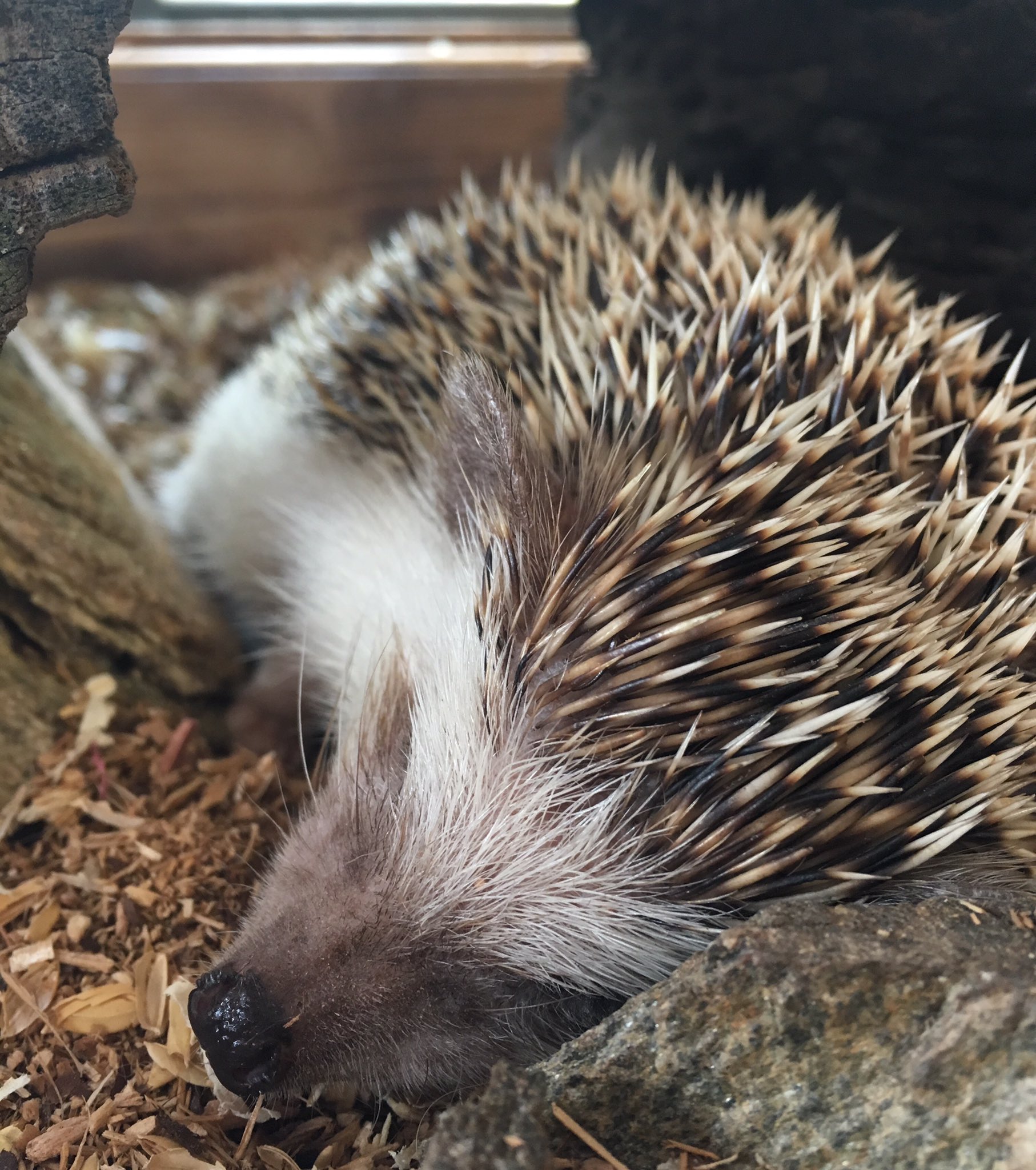 長崎バイオパーク公式 Ngsbiopark ちなみにですが ハリネズミはネズミではなくモグラに近い生き物です 実は動物界にはハリモグラという生き物がすでにいます が 彼らもモグラの仲間ではありません そしてハリ繋がりでハリネズミによく間違えられる