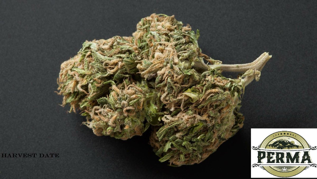 This is Perma's Northern Lights! Head on over to permas website and check out our retailers! #cannabis #Perma