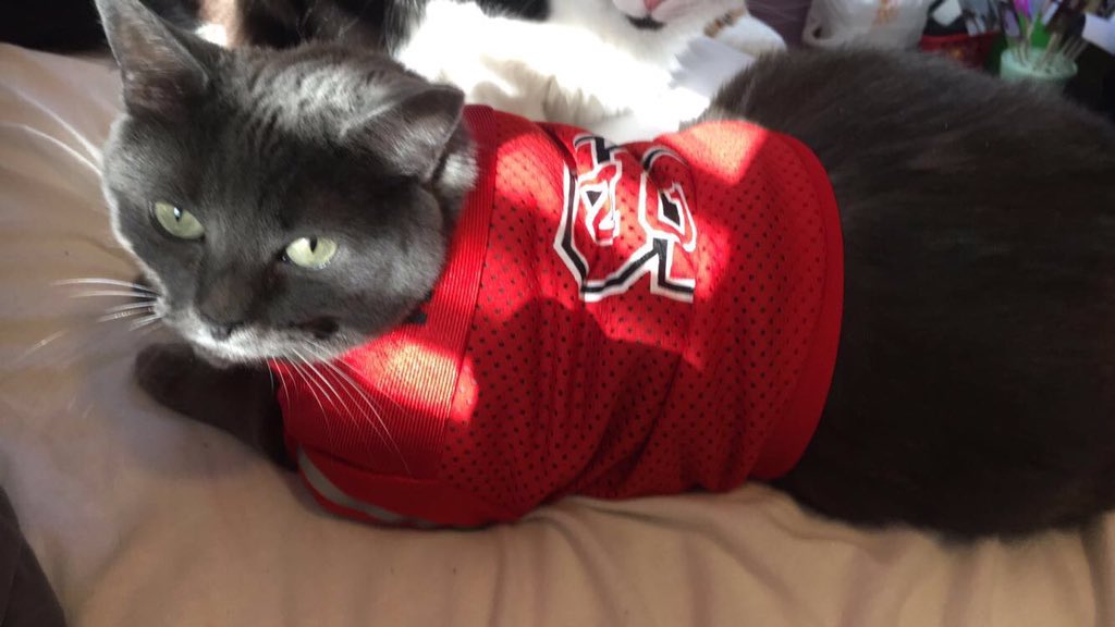 Erin_Noble11's tweet photo. Elle loves her Wolfpack! 😻🐺❤ #tuffysteam https://t.co/N7OTyCYMJp