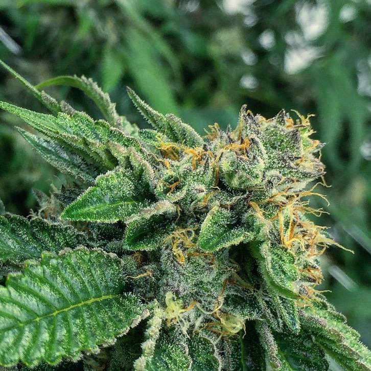 p-91 (23%) from @GrowOpFarms This strain is the product of Northern Lights crossed with itself three times. Strong indica effects.
