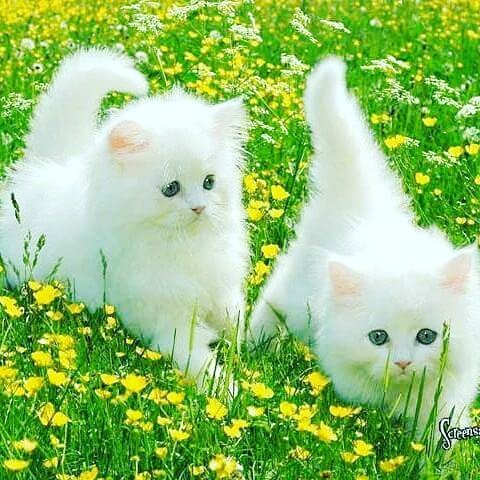 Hmoad Salmane (@hmoadsalmane) on Twitter photo 