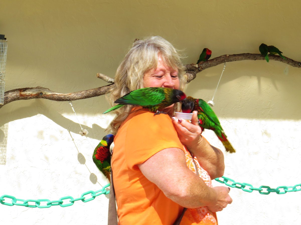 edingolo1's tweet image. Lorikeets at Butterfly Worlds.... with Lori Lee Kennedy