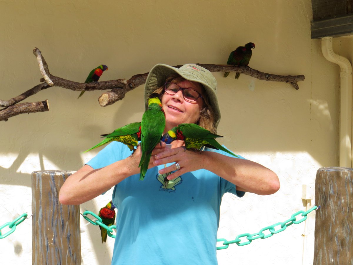 edingolo1's tweet image. Lorikeets at Butterfly World today...