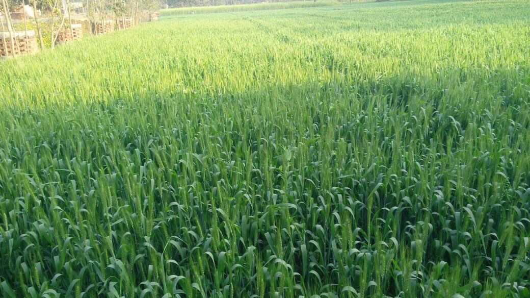 RGMVP's tweet photo. Use compost, produce their own seed for paddy and wheat,raise kitchen gardens and double agricultural income-goal of #SHGs @RGMVP #RGCTIndia https://t.co/rsKRhvZTzU