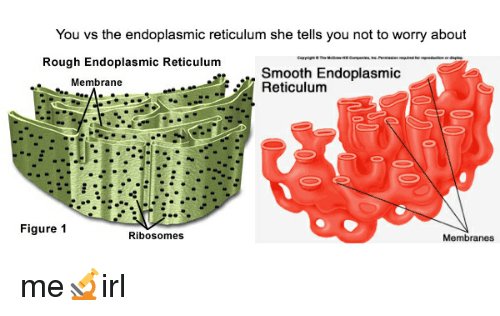 goingfortheW's tweet photo. I can be smooth or rough, depending on which proteins and lipids I need to manufacture. https://t.co/8HLIZoaZ2p