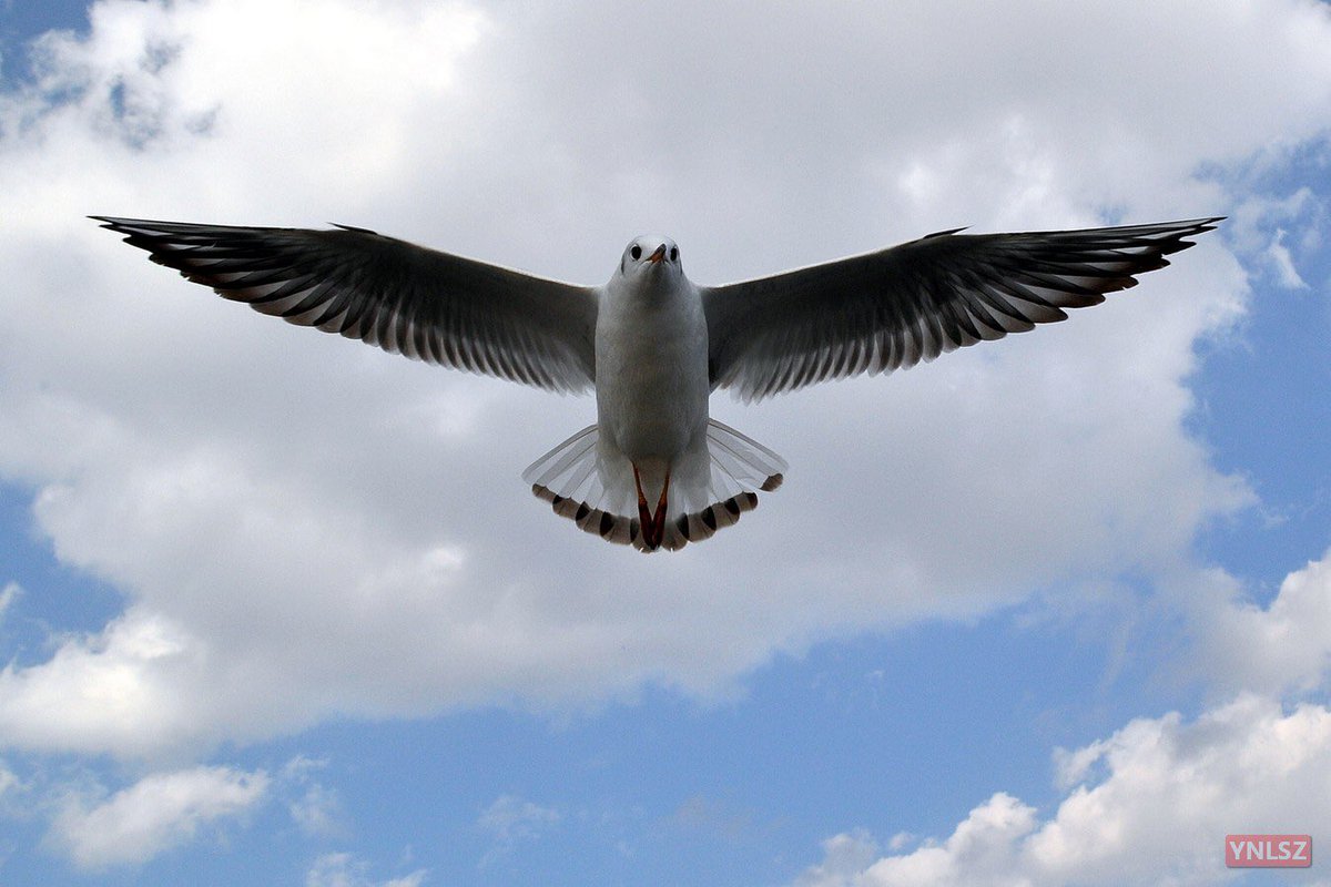 YNLSZ's tweet image. Black-headed Gull