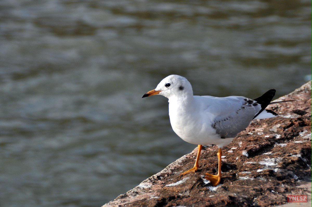 YNLSZ's tweet image. Black-headed Gull