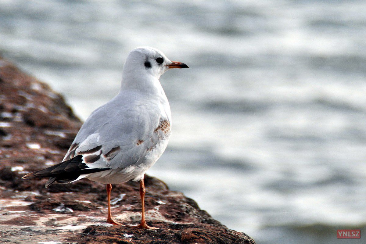 YNLSZ's tweet image. Black-headed Gull