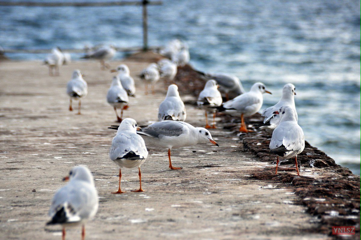 YNLSZ's tweet image. Black-headed Gull