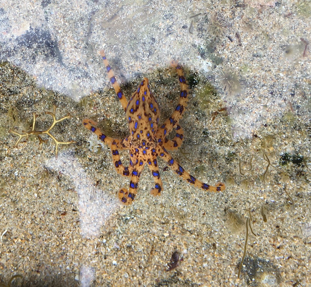 Pretty pumped to see this bad boy in my #rockpoolramble at #marengo today!! #blueringoctopus #parksVic #ApolloBayCollege #watchyafingers