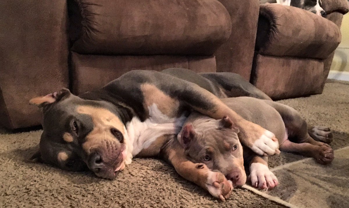 plain_cassie0's tweet photo. #latevalentinespost these future love birds 💕🐾 can't wait til we can breed these babies🤗😍❤️ @Americanbullyhq https://t.co/Q6SQ1geP1a