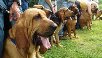 life_charms's tweet photo. Stand by... #Bloodhounds #Shownoweakness #DonaldJTrump #DestructiveGOP #Outdatedstrategy #Snowflakes https://t.co/AWHwX3UrIH