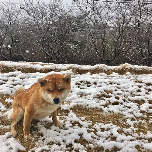 Madame Figaro Japon Pa Twitter 日本の旅先で出合った 和の犬たち 新たに 雪が舞い散る京都で凍える 豆柴のビズ君が加わりました 寒そうな鳴き声が聞こえてきそう T Co Intatopt19 柴犬 京都 フィガロ犬部 雪