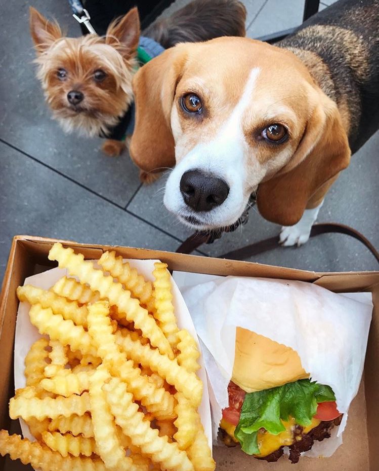 Shake Shack Korea tweet media