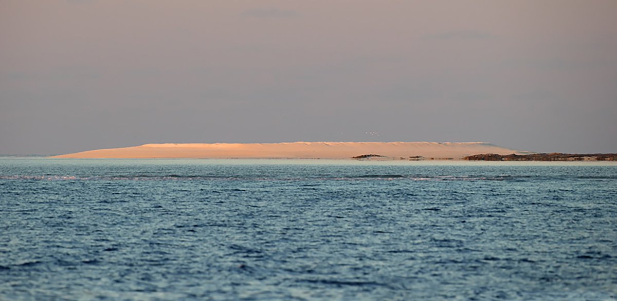 AustFieldOrnithology (@afoonline) on Twitter photo Find out which birds inhabit this remote island in a new paper published in AFO Vol 34 2017 <a href="/BirdlifeOz/">BirdLife Australia</a> #ornithology birdlife.org.au/afo/index.php/… Find out which birds inhabit this remote island in a new paper published in AFO Vol 34 2017 <a href="/BirdlifeOz/">BirdLife Australia</a> #ornithology birdlife.org.au/afo/index.php/…