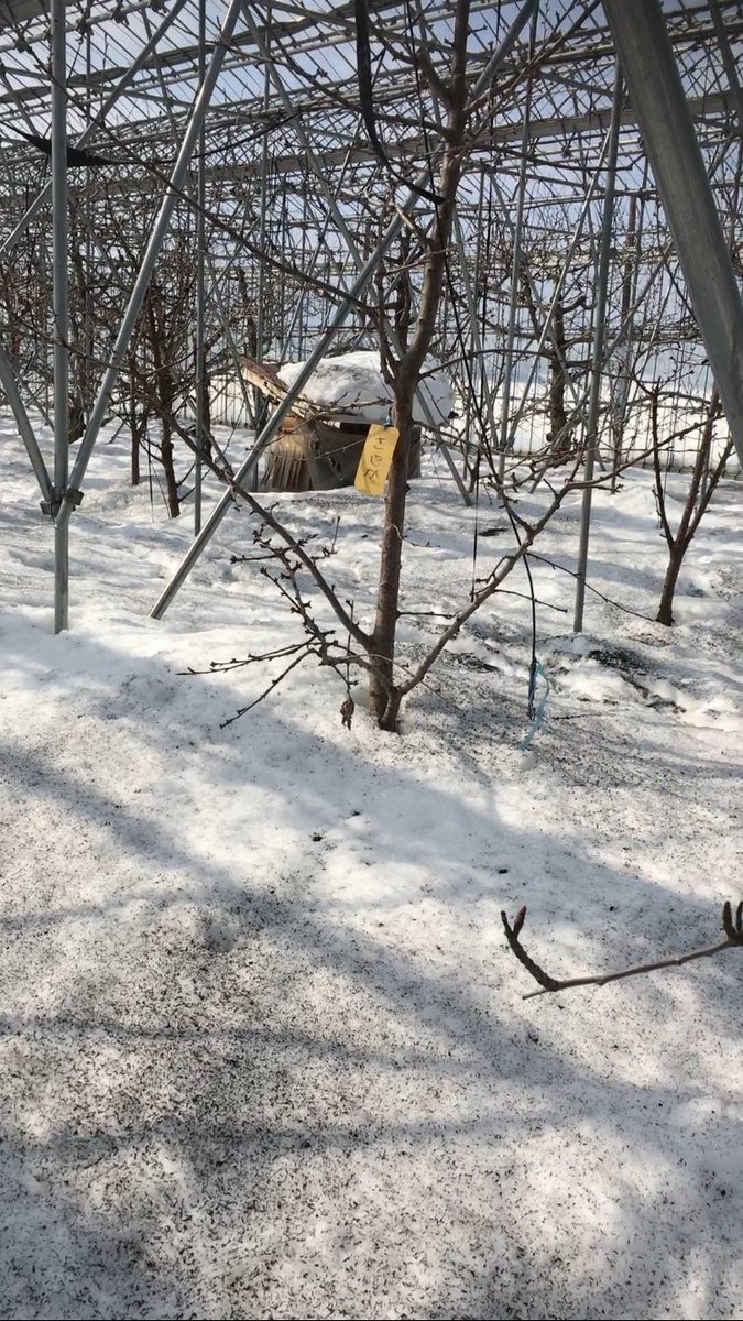 イシイニキ Ishiiniki Fnaf日本宣伝 Fnaf農作業部 黒 という色が一番熱を吸収する仕組みを利用して 雪の上にもみ殻の炭を振る 事で雪を早く溶かすが出来る先人の知恵