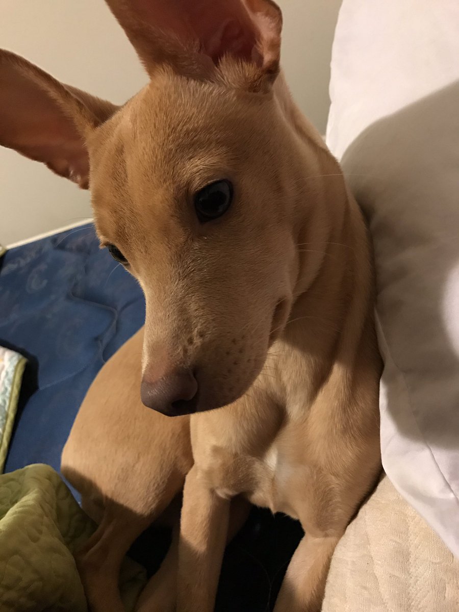 MaKaylaRenae's tweet photo. Dog 4 sale https://t.co/5M8EJwrqKj