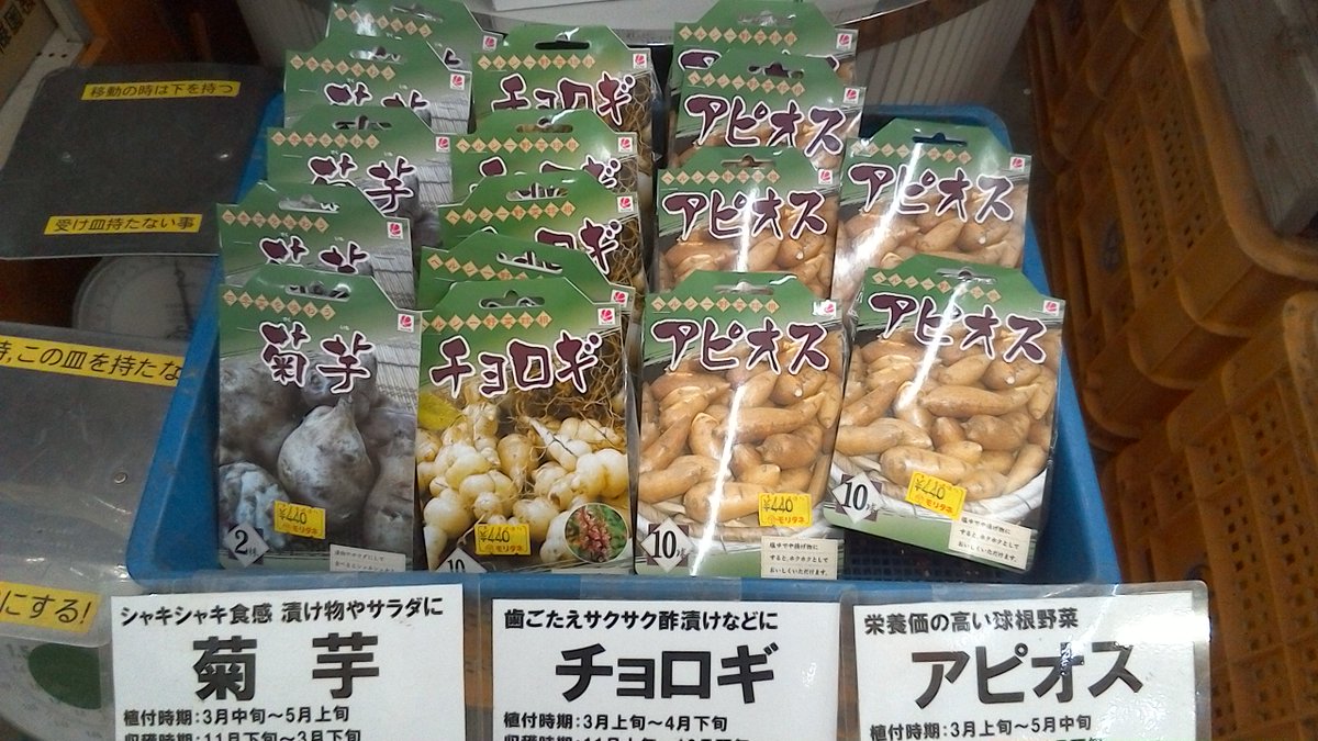 モリタネ妻沼本店 در توییتر 菊芋 チョロギ アピオスの種入荷しました チョロギ アピオスは3月上旬から 菊芋は３月中旬から植え付け出来ます