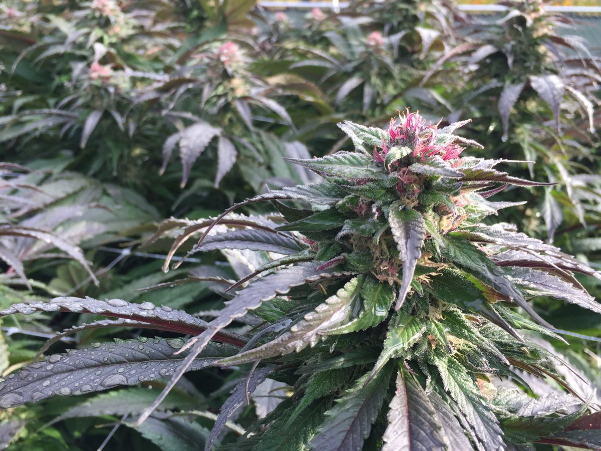 GasGrowers's tweet image. Friends at #earthrisingfarm rocked these girls out last season - #granddaddypurple #gdp #hightimes #cannabis #weed