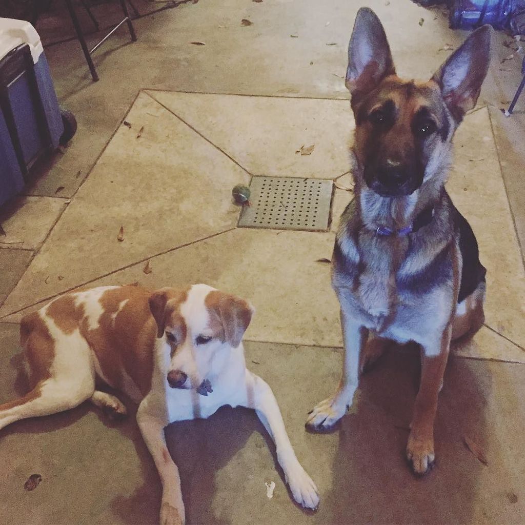 ShaiGermanShep's tweet photo. These two made a run for it tonight. Opened the gate and took off for a joy run around St. Joseph's. For 10 minutes… https://t.co/xhO5zN5n8B