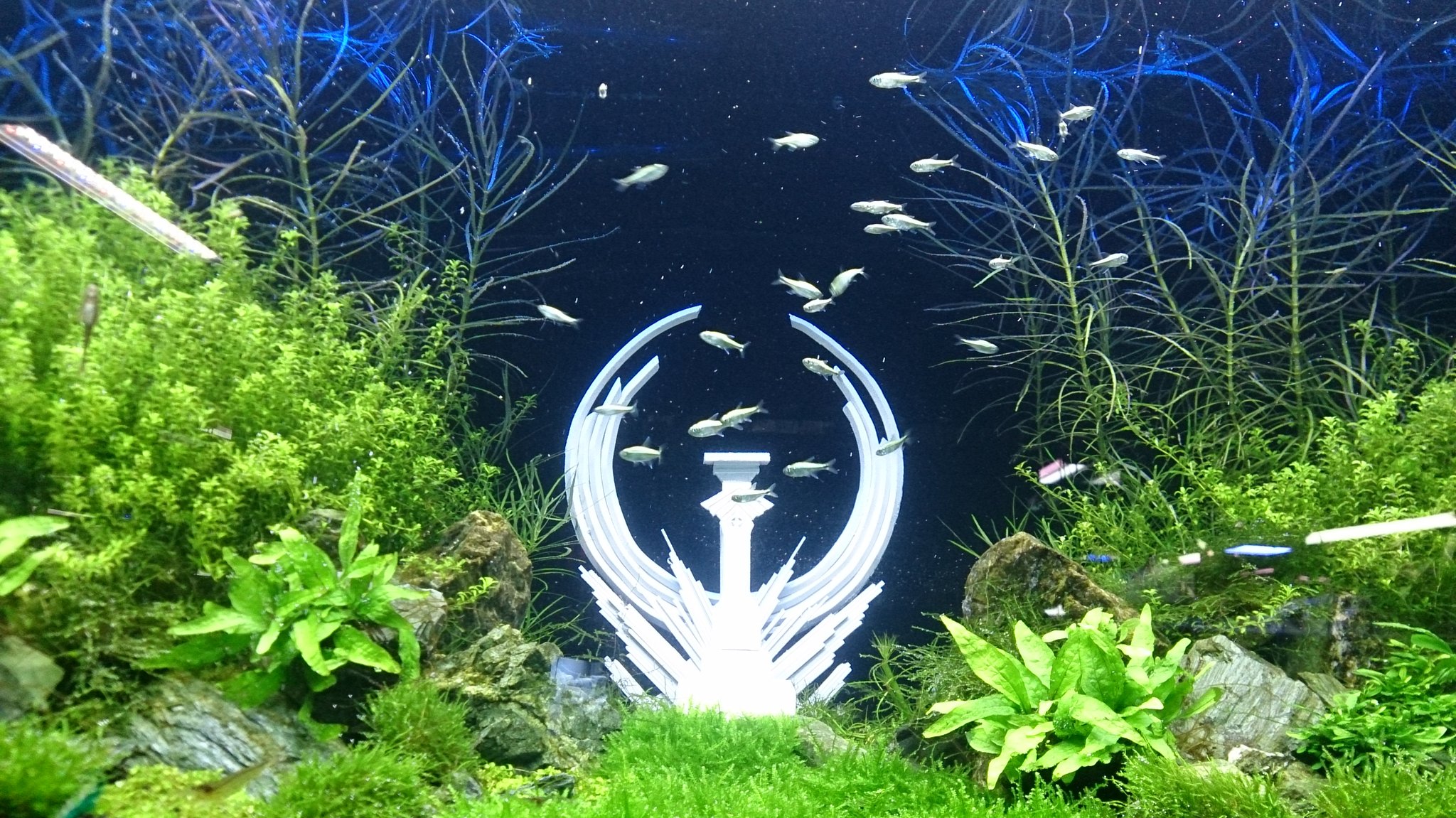 Pd熱帯魚センター小動物部 Pd Fishcenter Twitter