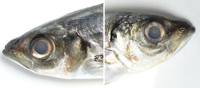 死んだ魚の目 メガネを試作してみた デスノートのリューク テリー伊藤に見える Togetter 死んだ魚の目 メガネを試作してみた デスノートのリューク テリー伊藤に見える Togetter