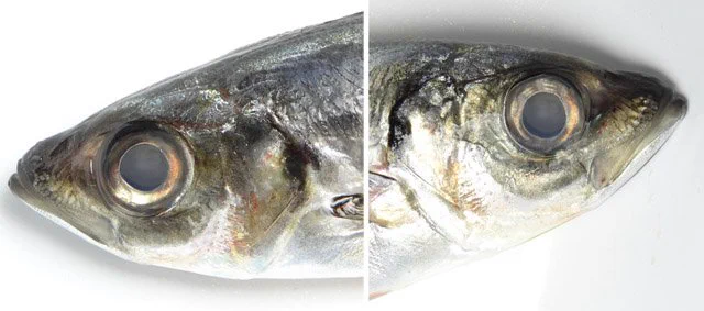 死んだ魚の目のメガネｗ作ったら何かと捗りそうですｗｗｗ
