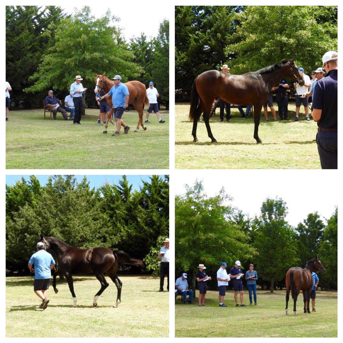 Great to have <a href="/inglis_sales/">Inglis</a> visit today to view our yearlings. Look forward to getting to Oaklands next Tuesday