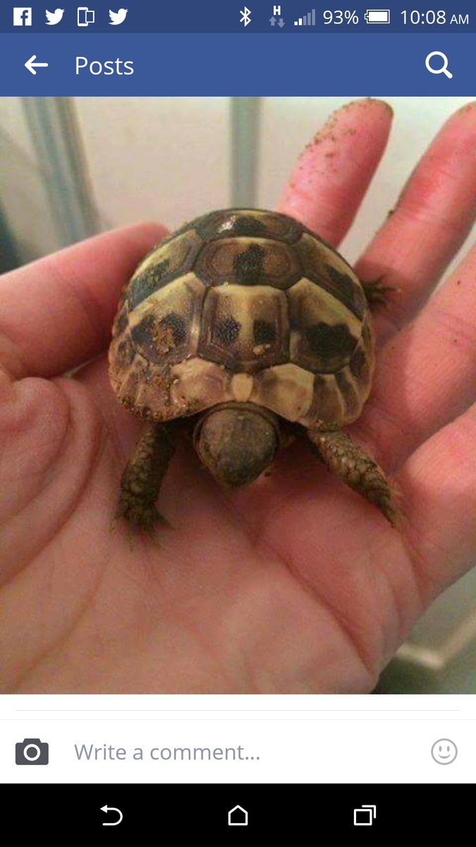 TortProtection's tweet photo. #lost #Hermanns #tortoise #northamptonshire #Northants #rushden #checkyourpaperwork retweet so this tortoise is #toohottohandle https://t.co/PvhmiNcJsC