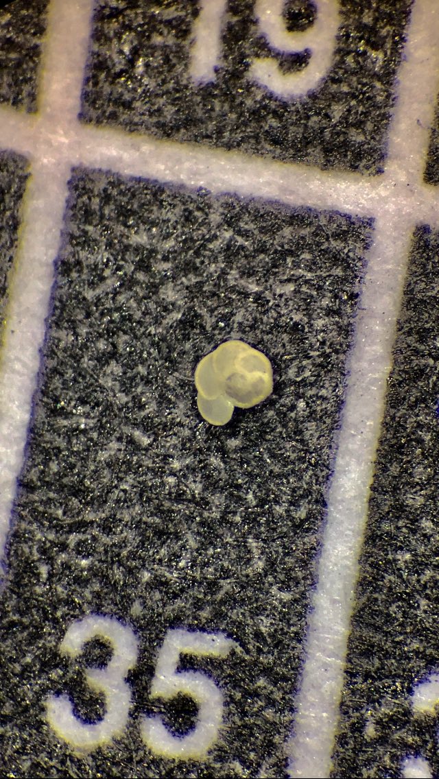 SavWorne's tweet photo. Day 4 at #NERCATSC looking at Mid to Late Miocene samples from Indonesia, including this beautifully keeled G. menardii #foramfun https://t.co/vctb1KyJHC