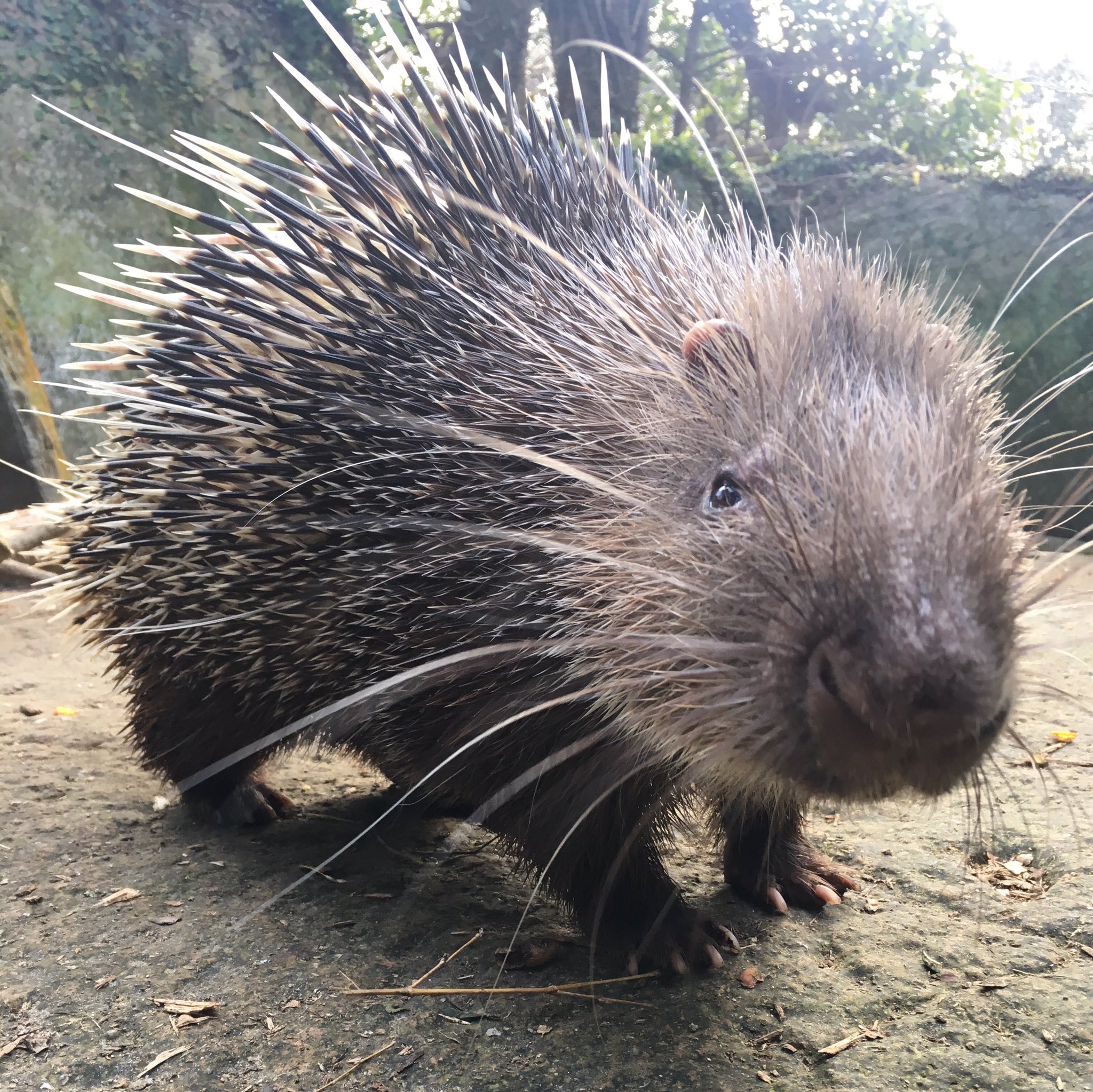 長崎バイオパーク公式 Ngsbiopark ちなみにですが ハリネズミはネズミではなくモグラに近い生き物です 実は動物界にはハリモグラという生き物がすでにいます が 彼らもモグラの仲間ではありません そしてハリ繋がりでハリネズミによく間違えられる