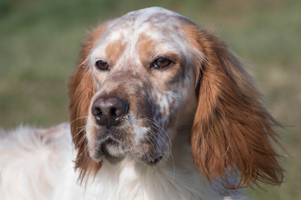 adoptdogfrance's tweet photo. Setters are beautifully natured, gentle dogs. Milord, male, 2yrs in Dept 79
#setterlovers #adoptasetter https://t.co/b38anuwXMI https://t.co/k84zo8JElW