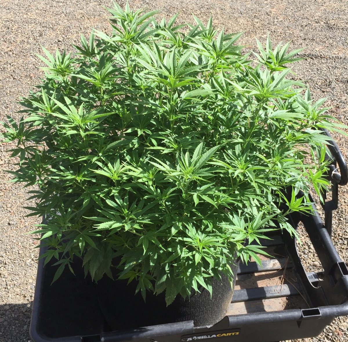 GasGrowers's tweet image. Bush porn anyone? #gas #deathstar #aact #organic #sungrown #microbes