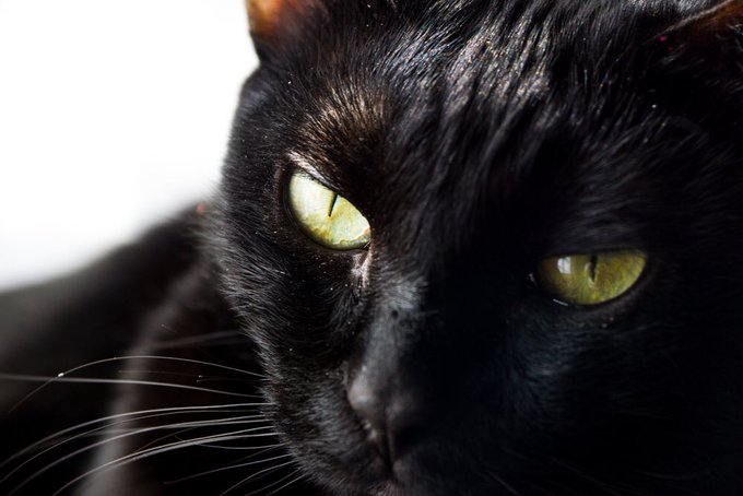 黒猫あるあるのtwitterイラスト検索結果 古い順